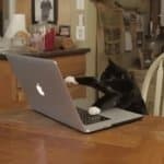 Cat At Laptop