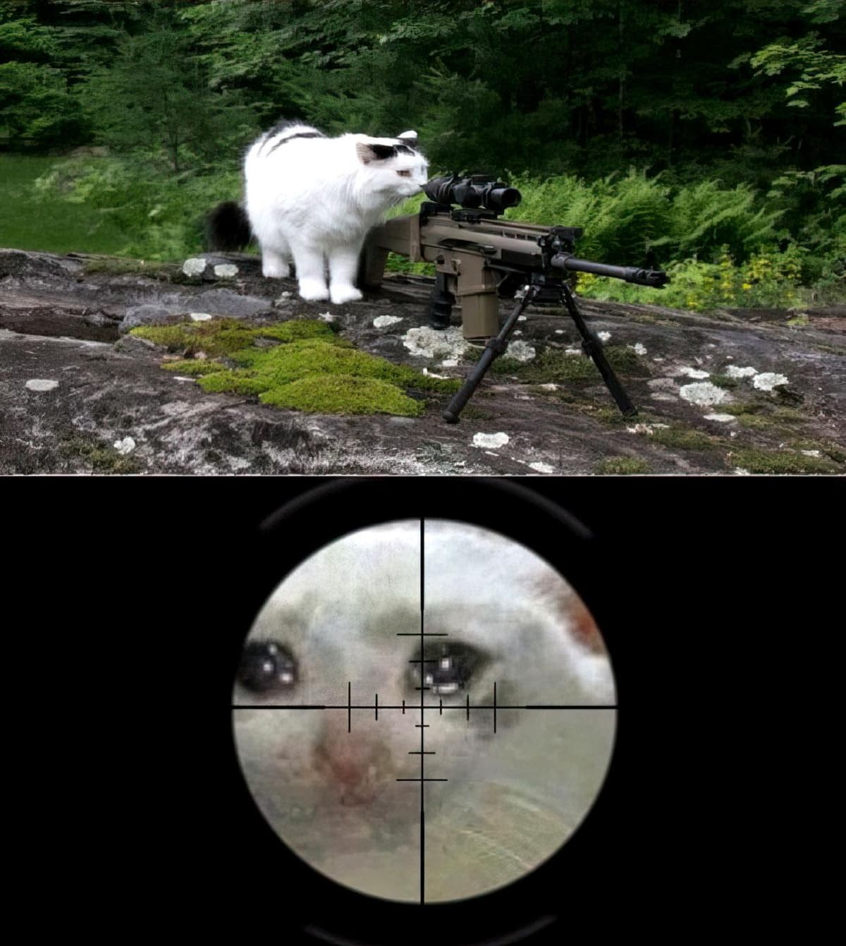 Two stacked panels show a white cat standing beside a scoped rifle on a mossy rocky overlook in a green forest, followed by a circular rifle-scope view with crosshairs centered on a close-up of a white cat’s watery-looking eyes.