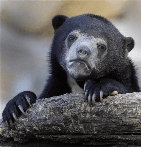 A solemn black bear with a pale muzzle rests its front paws and long claws on a rough log while looking directly toward the camera.