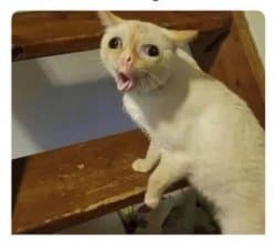A white cat sits on a wooden staircase with its mouth open and one front paw raised, appearing startled or as though it is coughing.