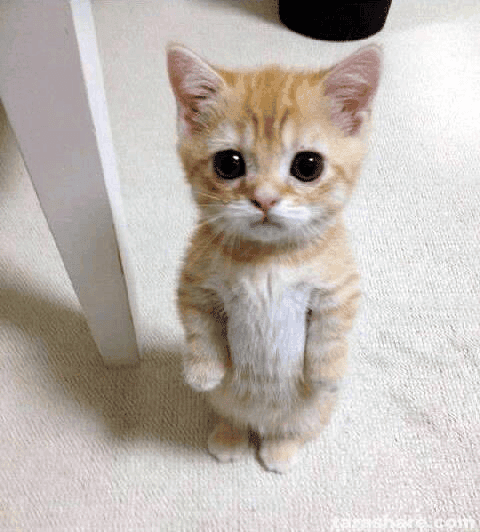 Cute Cat Begging