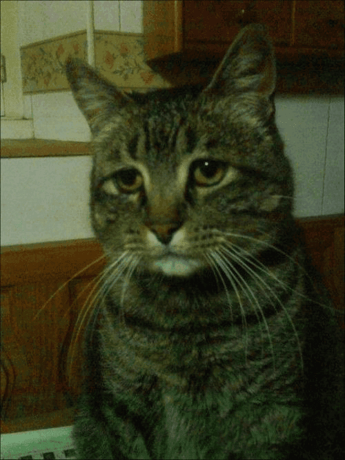 Depressed Tabby Cat