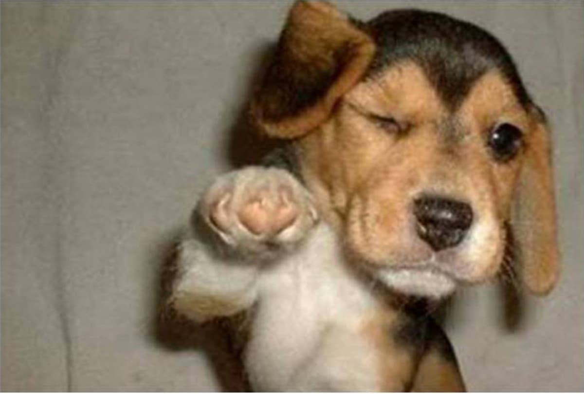 Dog pointing meme template image.