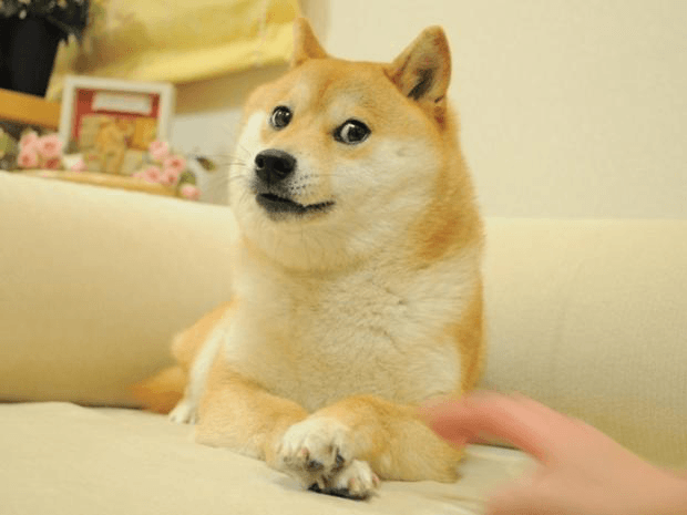 Doge Shiba Inu Reaction