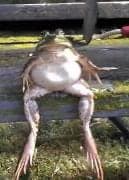 Frog sitting down meme template image.