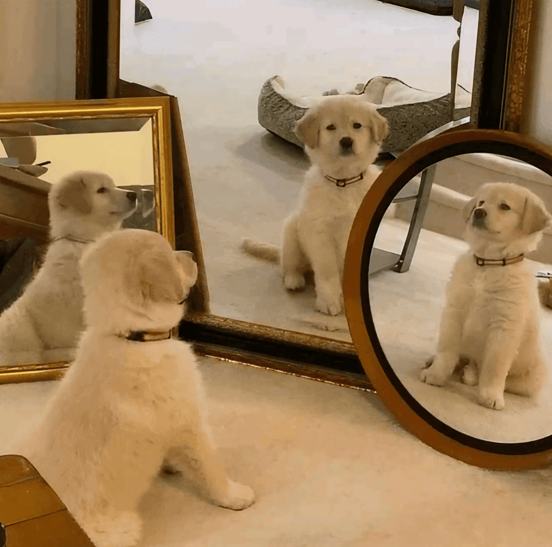 Puppy Surrounded by Mirrors