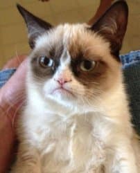 A fluffy cream-and-brown cat with dark ears, blue-gray eyes, and a distinctive frowning expression looks directly at the camera while being held.