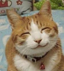Happy Smiling Cat