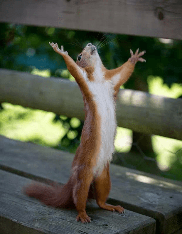 A red squirrel stands upright on a wooden bench with its head tilted upward and both front paws spread toward the sky, framed by wooden rails and blurred green foliage.