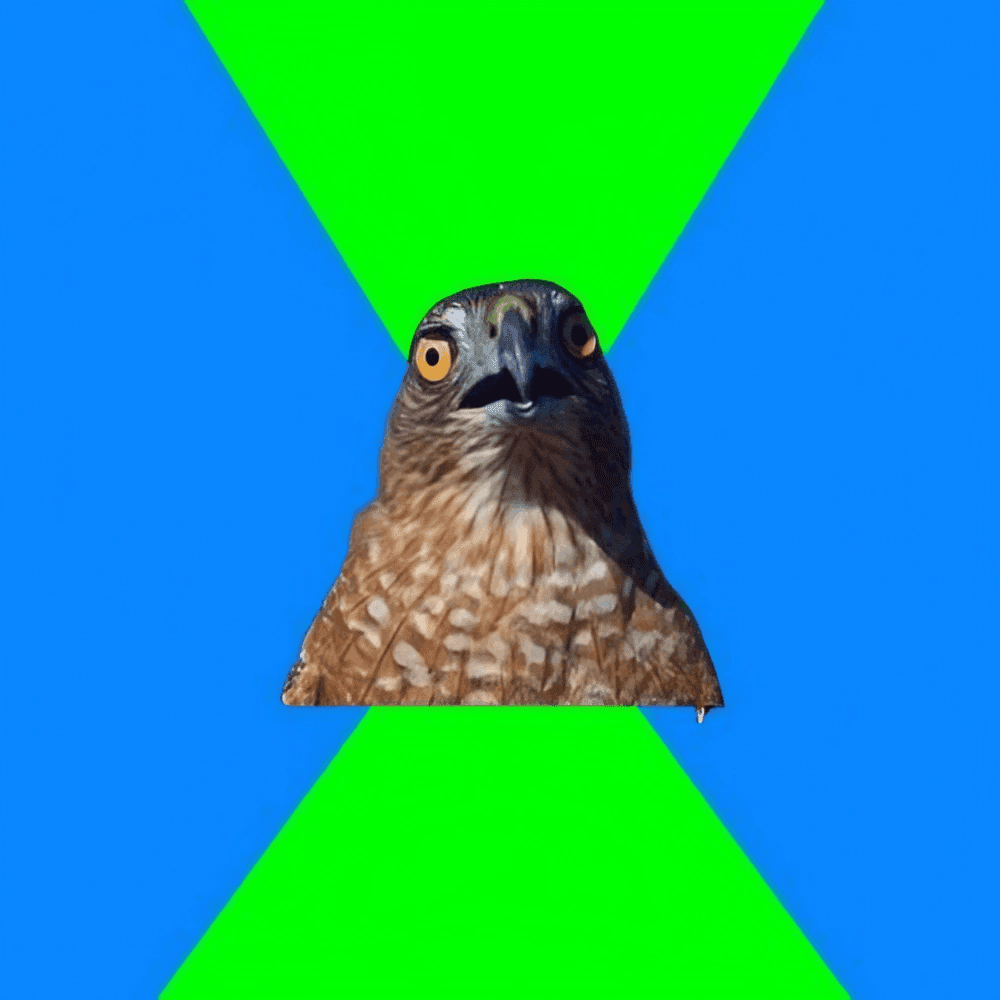 A front-facing hawk with wide yellow eyes and a dark hooked beak is centered on a bright blue background with a large neon-green hourglass shape behind it.