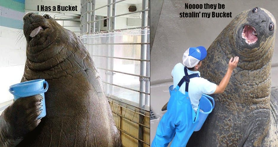 I Has A Bucket
