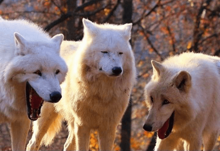 Three Wolves Laughing