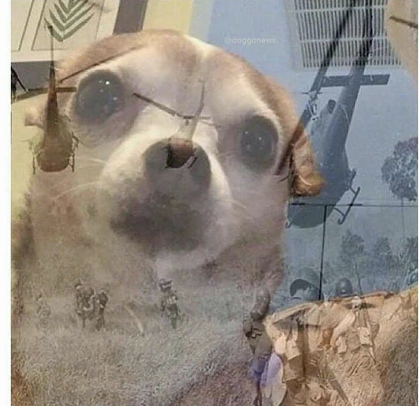PTSD Chihuahua meme template image.