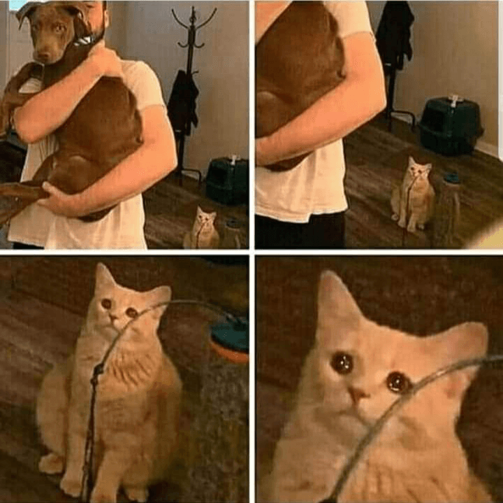 Sad Cat Watching Someone Hug A Dog