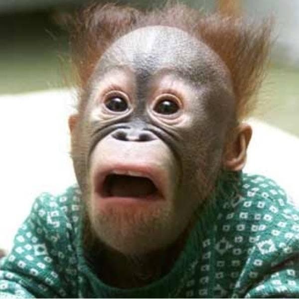 Scared monkey meme template image.