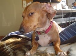 Side-Eye Dachshund