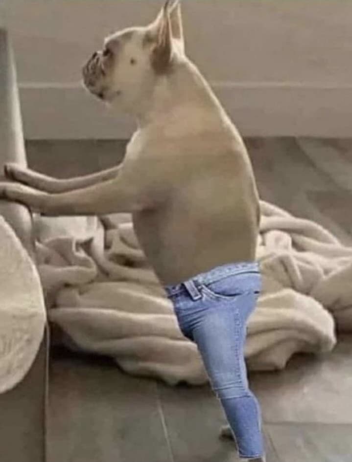 Skinny jeans dog meme template image.