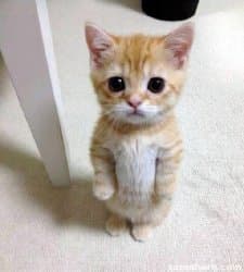 A small orange tabby kitten stands upright on its hind legs on a pale indoor floor, facing the camera with large eyes and both front paws raised near its chest.