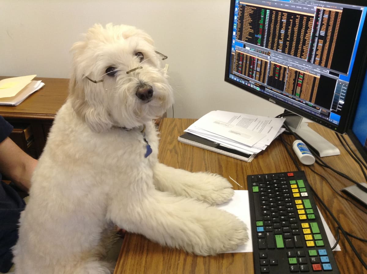 Stock Broker Dog