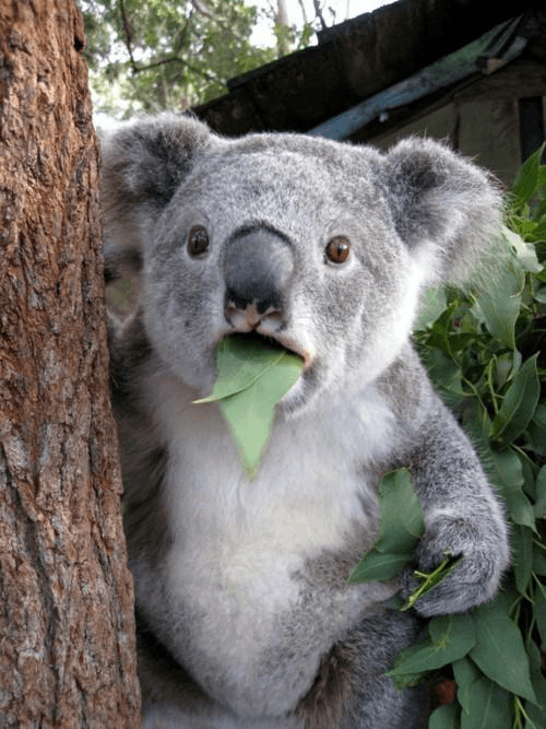Koala Eating A Leaf