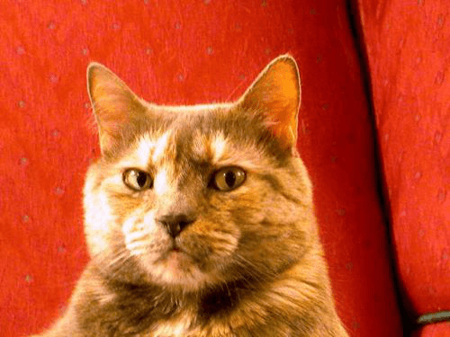 Close-up portrait of an orange-and-white cat sitting against a vivid red background and staring straight ahead with a serious, doubtful expression.
