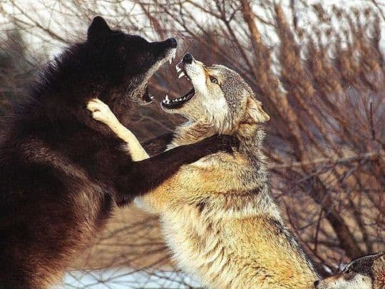 Wolf fighting meme template image.