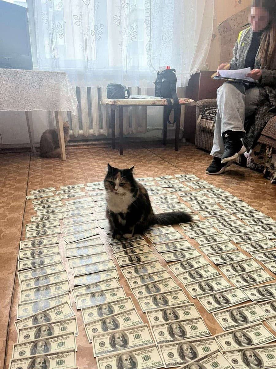 Cat Sitting On A Floor Of Money