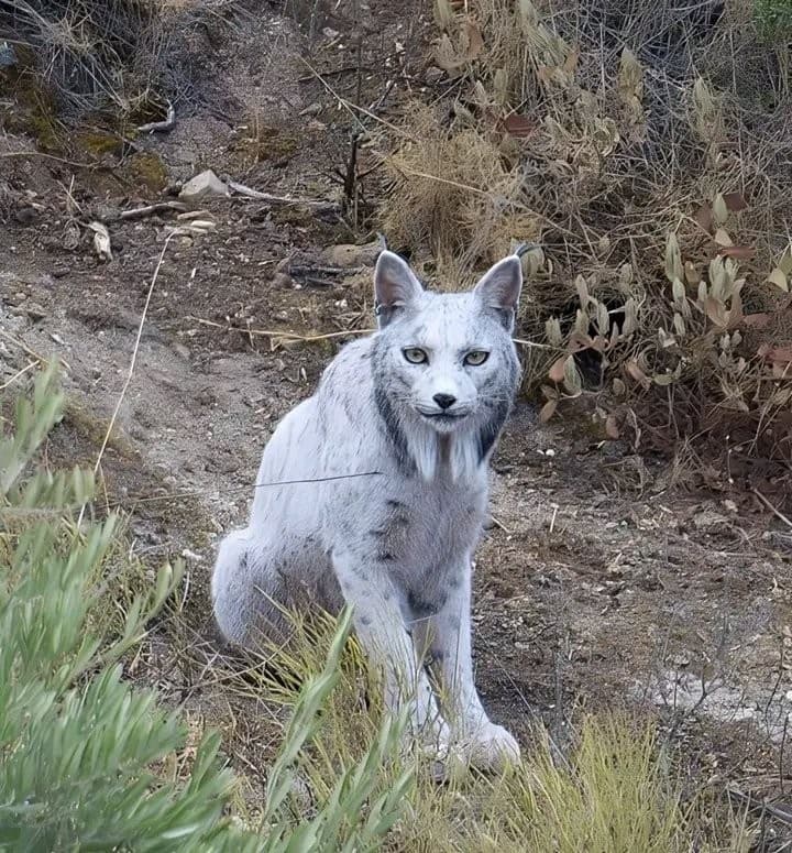 White Iberian Lynx Staring