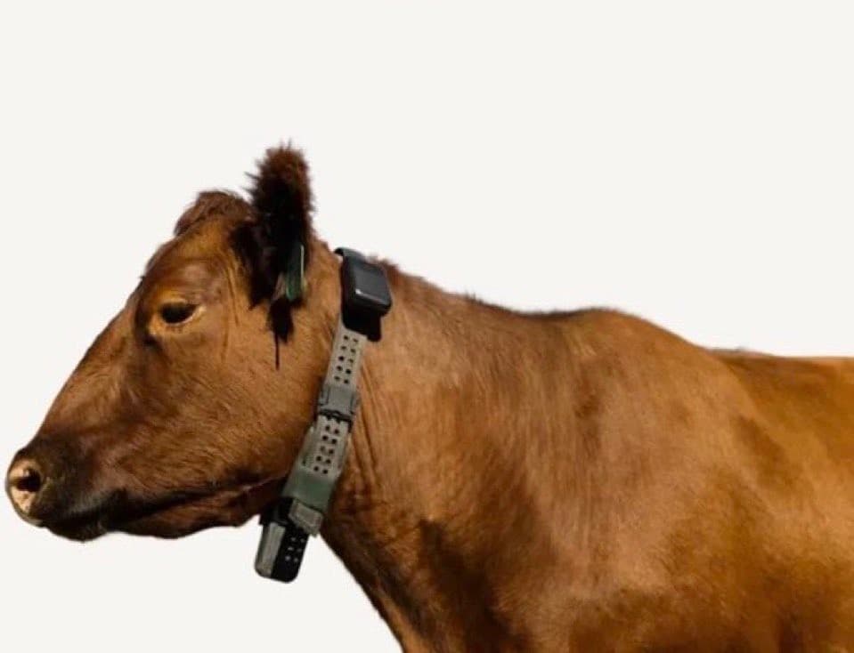 Cow Wearing a GPS Collar