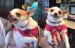 Angry Dog And Polite Dog