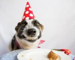 Birthday Dog With Party Hat