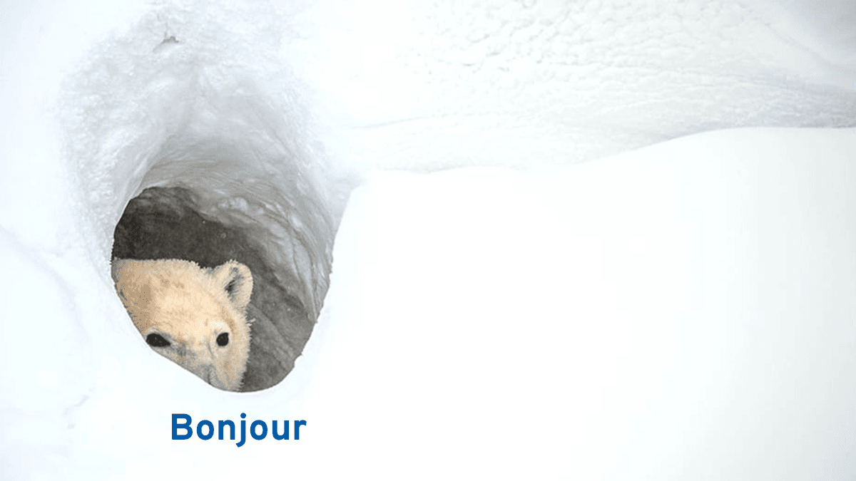 A small polar bear cub peeks out from a rounded opening in a snowy white surface, with the blue word “Bonjour” beneath it.