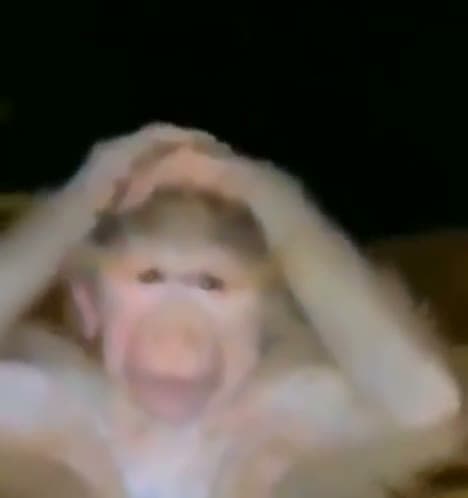 Confused Monkey