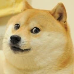 Kabosu the Shiba Inu tilting her head with a curious, slightly confused side-eye expression against a plain background