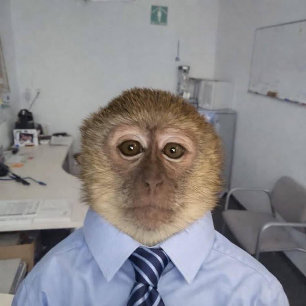 Dressed up monkey