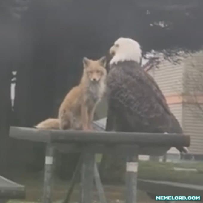 Eagle and Fox chilling together in Dutch Harbor meme template
