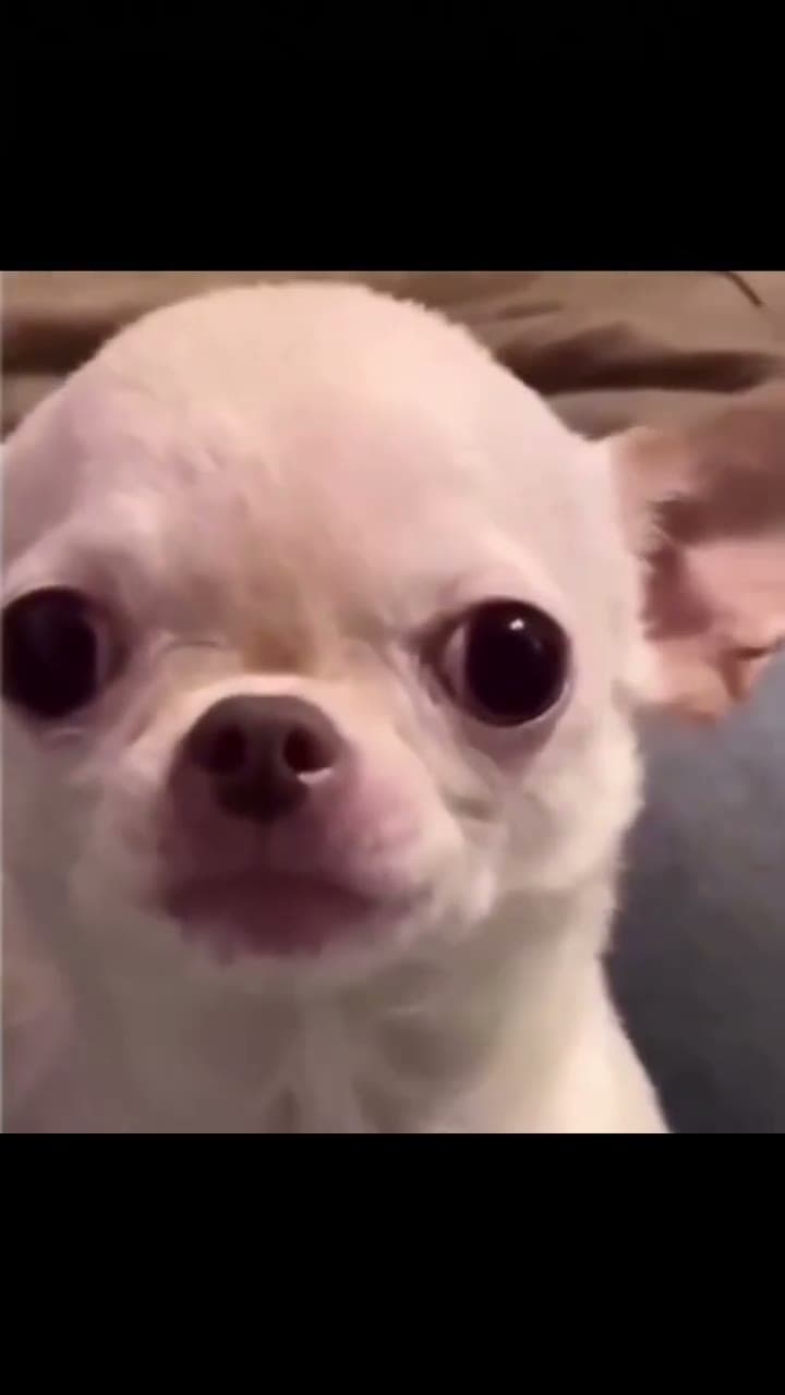 Evil Chihuahua