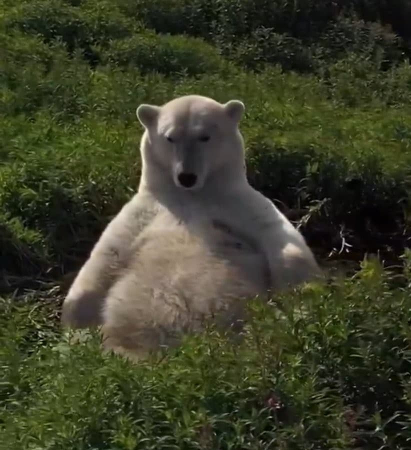 Fat polar bear resting in a field