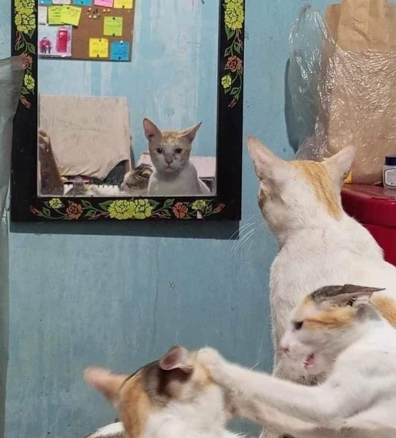 fighting cats meme template