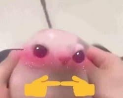 A cat with digitally added pink blush marks on its cheeks looking away with a bashful, flustered expression