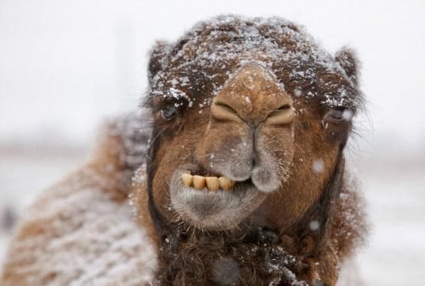 Freezing Hump Day Camel