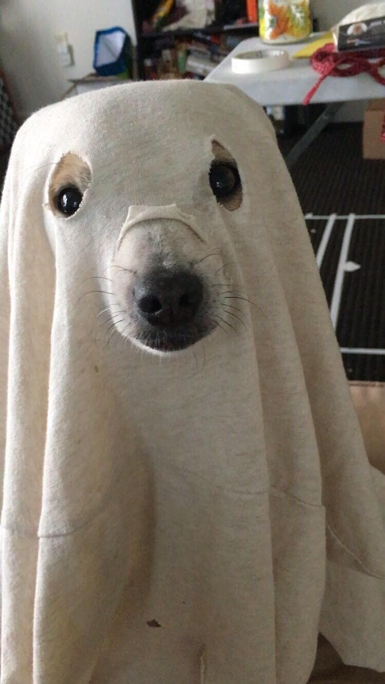 A small dog wears a white sheet with eye holes like a ghost costume, looking directly at the camera indoors.