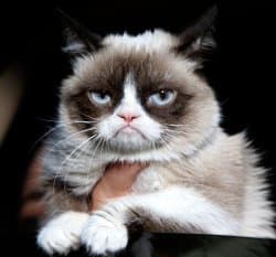 The famous Grumpy Cat with a permanent scowl and downturned mouth, looking unimpressed and annoyed