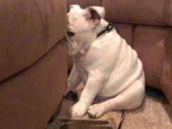 A white English Bulldog puppy with wrinkled skin sits slumped on a carpeted floor, pressing its nose into the side of a brown upholstered couch in a pouting, dejected pose.