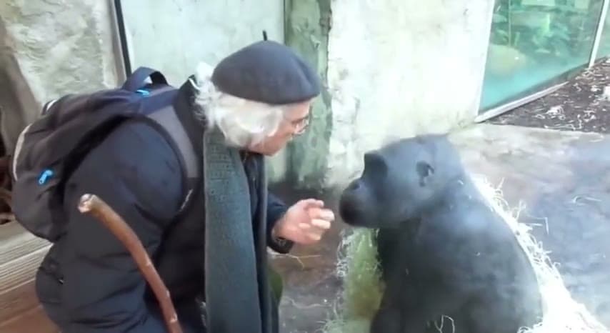 Guy Talking to Gorilla