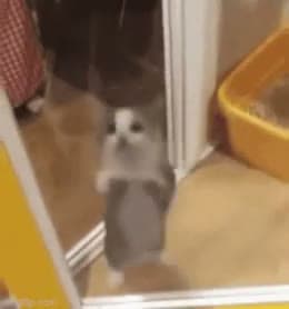 Jumping Kitten
