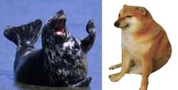 Laughing Cheems