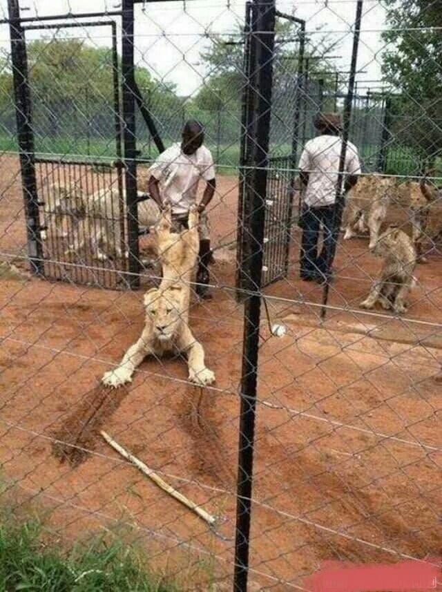 Lion being dragged away by a handler Meme Template