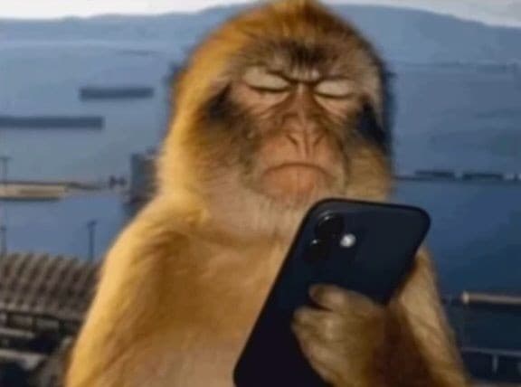 Mad angry monkey looking at phone Meme Template