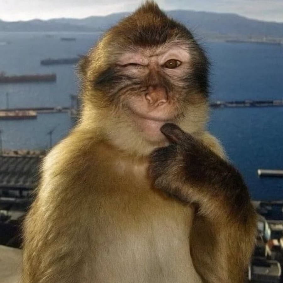 Mischievous monkey
